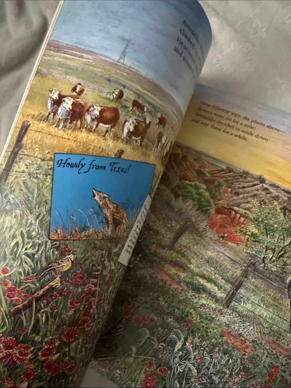 The Armadillo from Amarillo by Lynne Cherry - Multicolor Cover - Picture 4 of 5